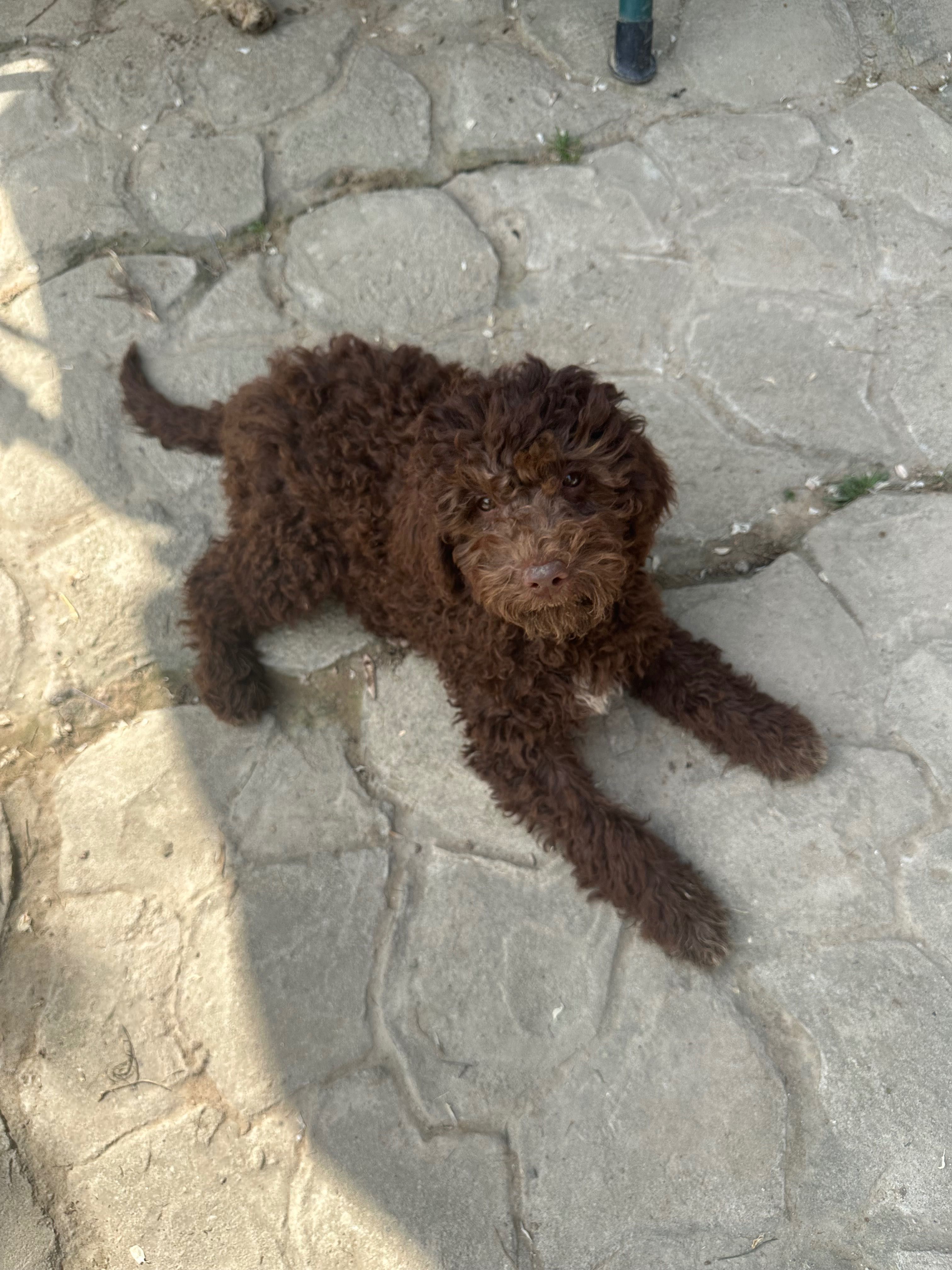 Lagotto Romagnolo