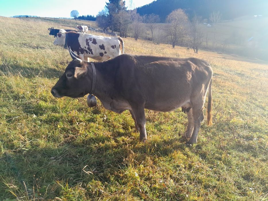 Vând o vaca și o junica