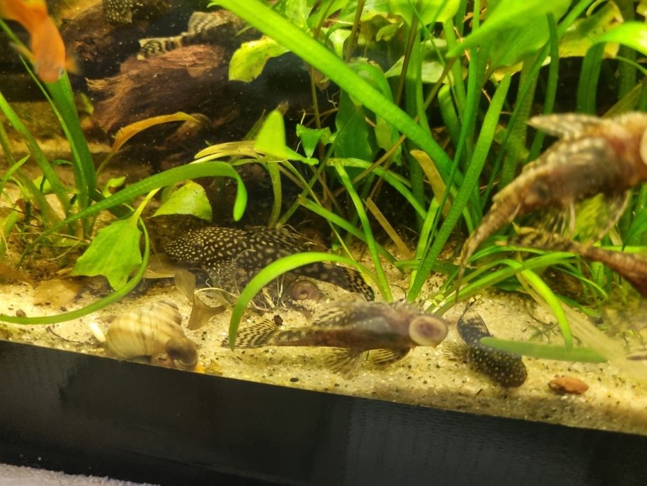 Ancistrusi  guppy sanitari acvariu