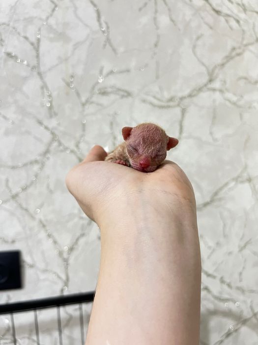 Котенок сфинкса бронь