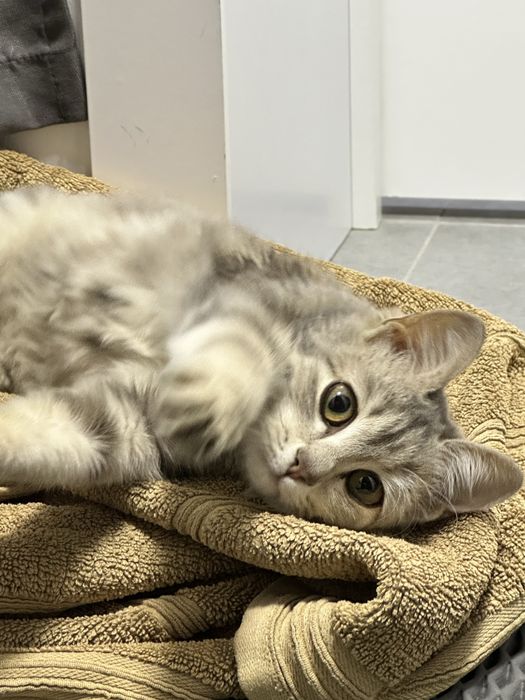 Котенок ищет дом. Отдам в ответственные руки.