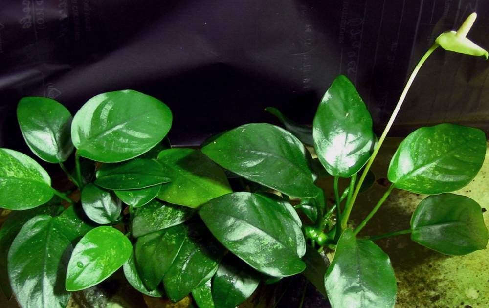.Анубиас (лат. Anubias) и буцефаландры