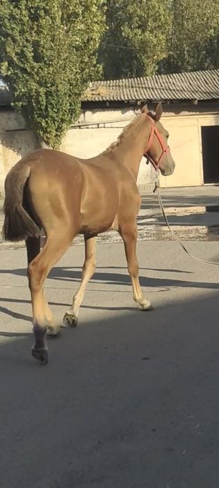 Danchak erkak toy sotiladi yuvosh