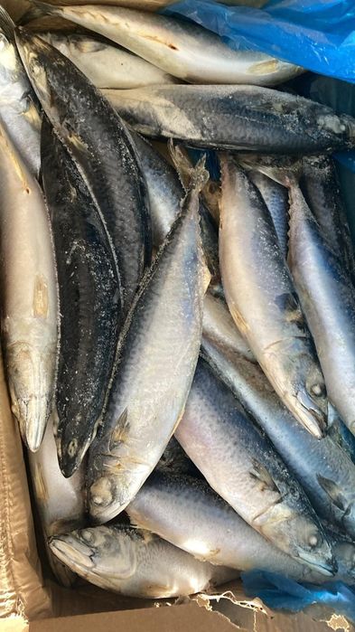 Скумбрия Китай оптом