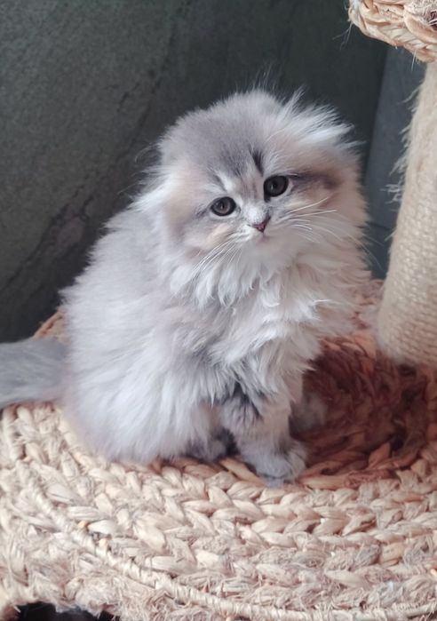 Schottish fold longhair