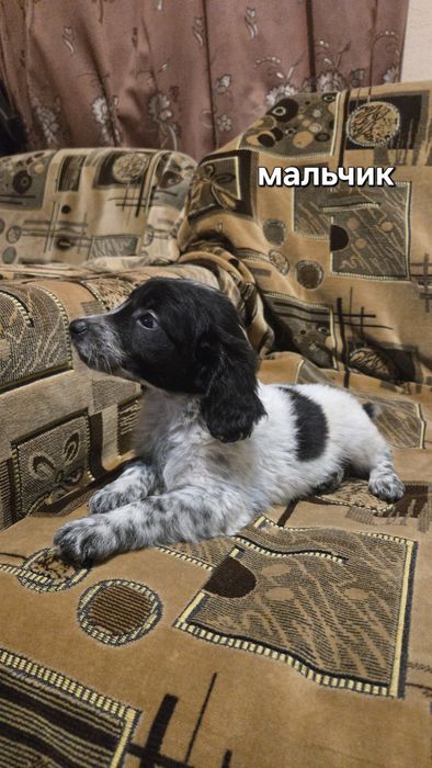 Щенки русского охотничьего спаниеля