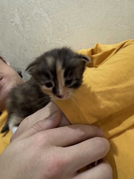 Марғау 7еу бар өте сүйкімді