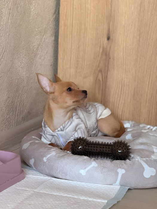 Продавам жеснко чухуахуа