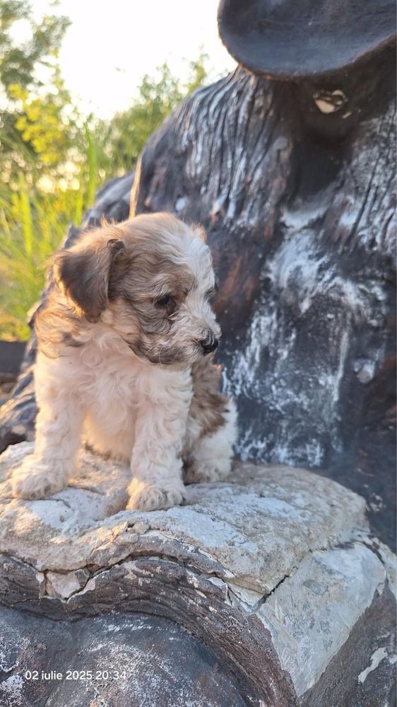Donam catelus, bichon, baietel. 100% gratuit