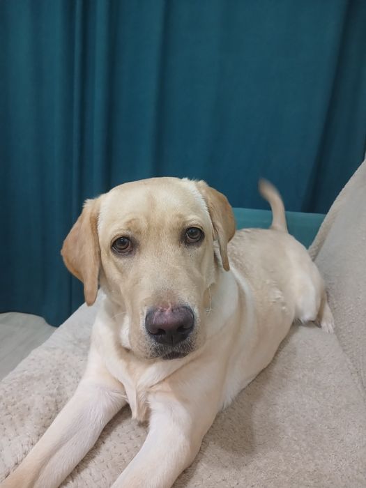 Отдам лабрадора в хорошие руки