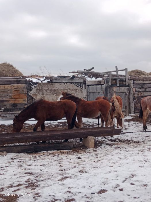 еркек тайлар сатылады