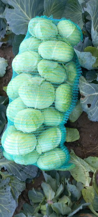 Varza plata pentru murat