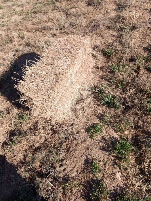 Беда бор сотилади