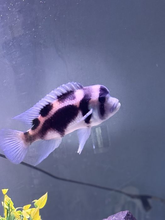 Frantoza Black Widow самец+самка