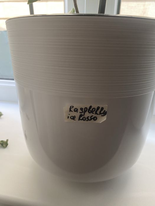 Бугенвиллия комнатные цветы.