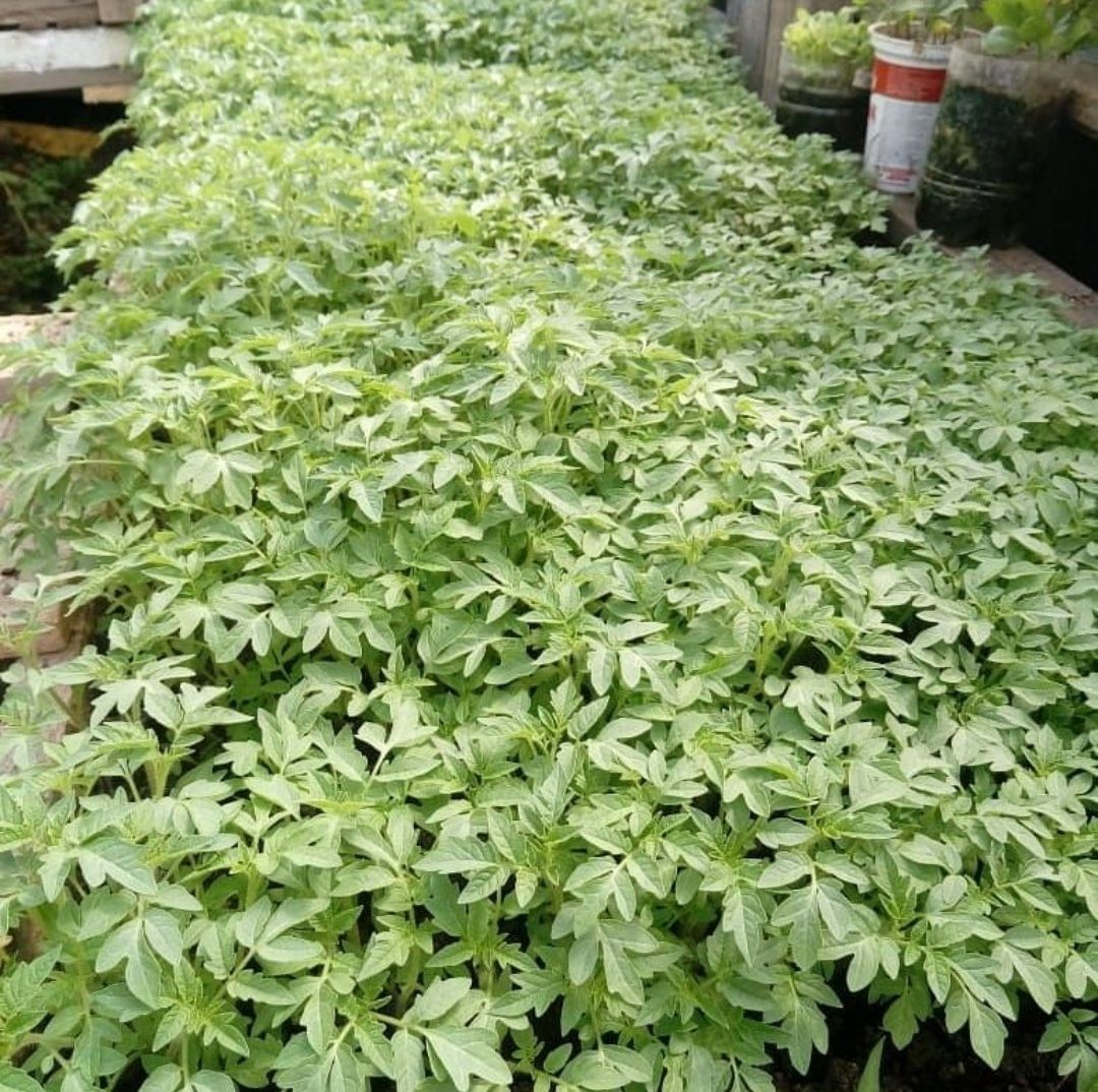 Продам рассаду разных сортов