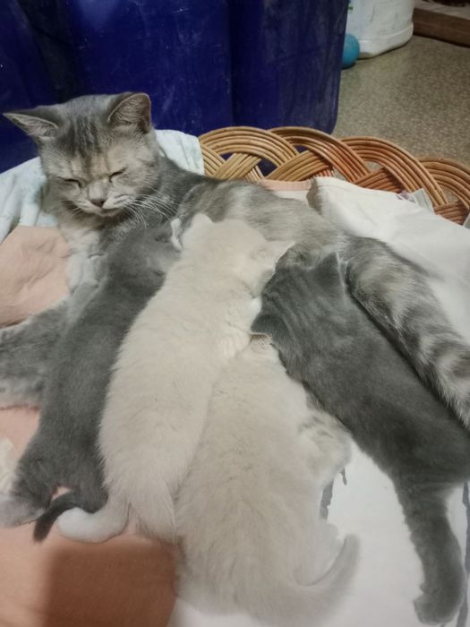 Продаются котята