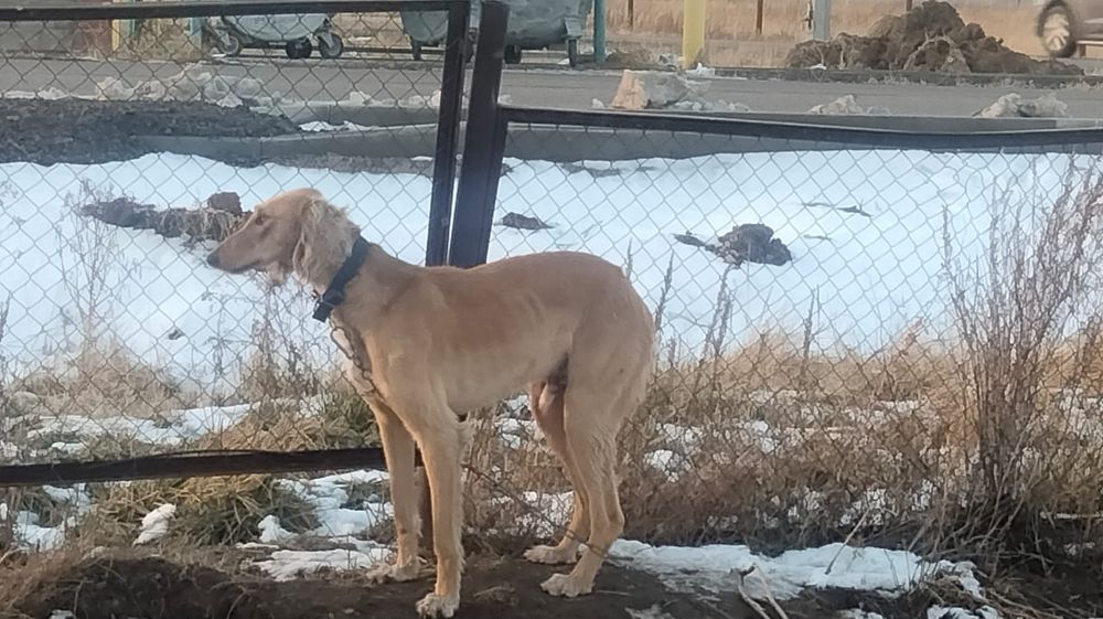 ТАЗЫ сатылады арлан