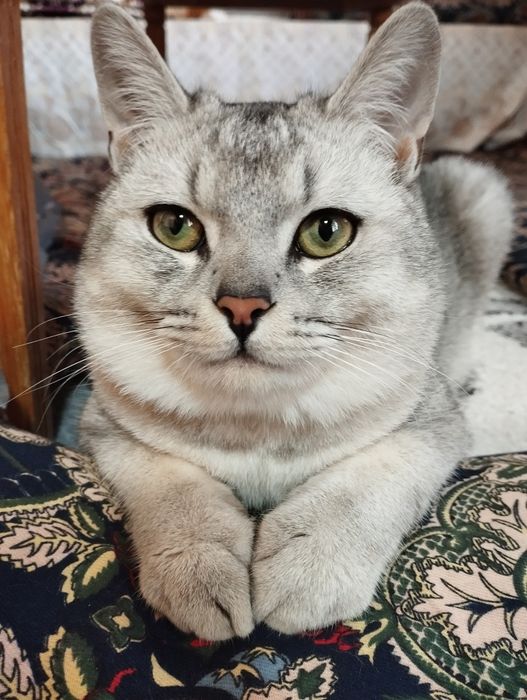 Серебристый шиншилла тозза, эркак,  цена 100$