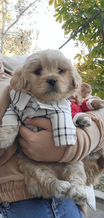 Мальтипу Ф_1 шикарный мальчик и девочка мини