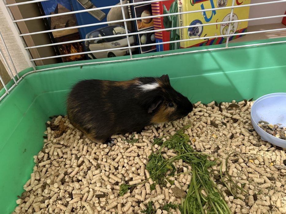 продаются морские свинки