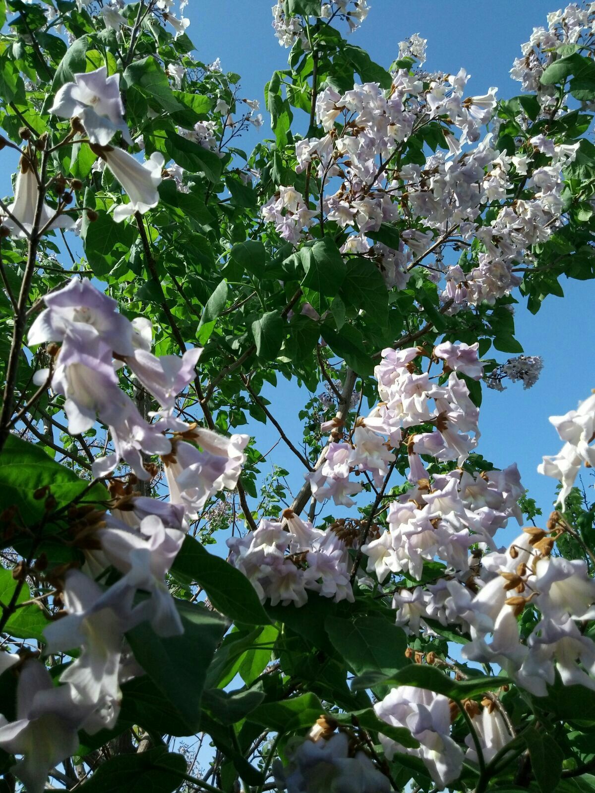 Paulownia Tomentosa