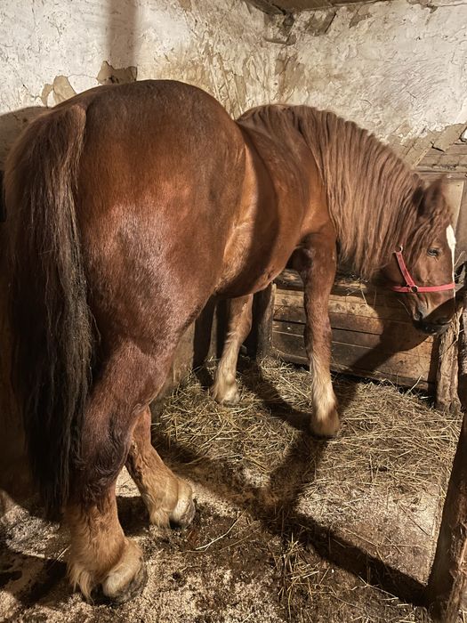 Vand armasar, de 2 ani