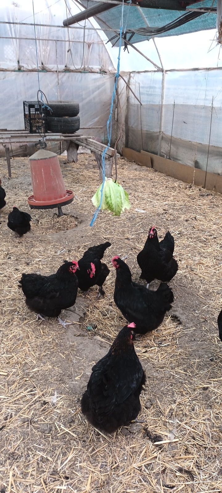 Vand oua pentru incubat de Marans