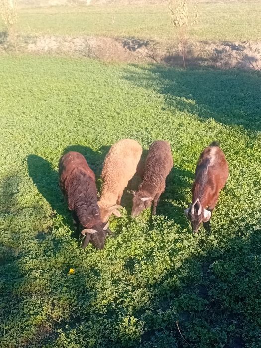 Qo'chqorchalar sotiladi