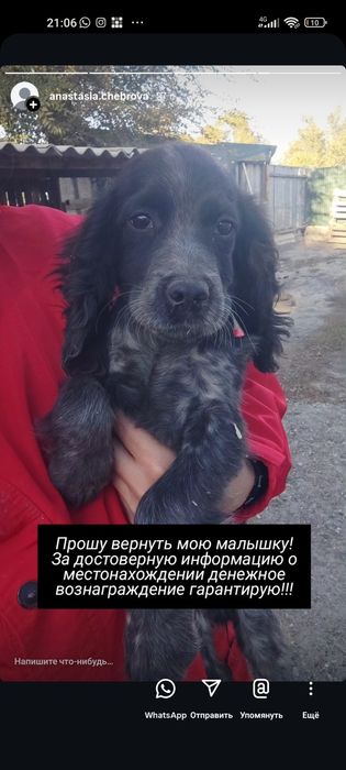 Срочно Пропала собака