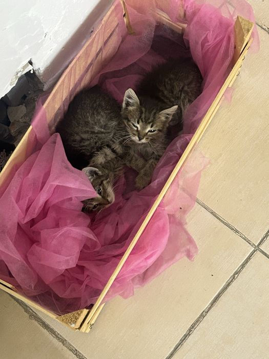 Животные котята бесплатно