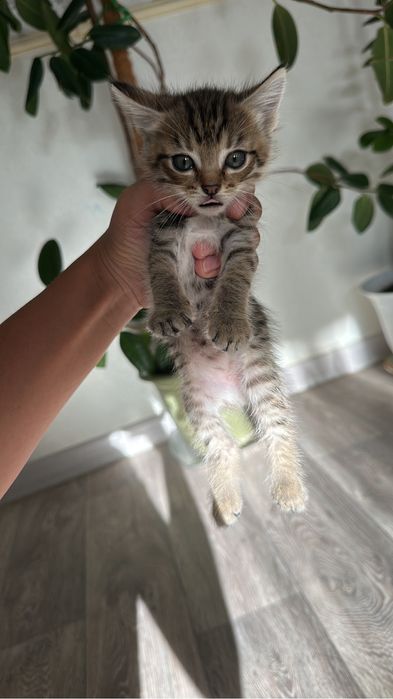 Отдам даром котенок девочка. К лотку приучена, есть и пьет с миски.