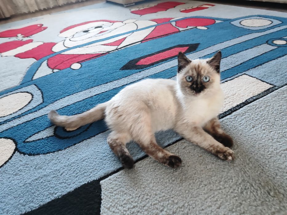 Отдам котёнка девочку