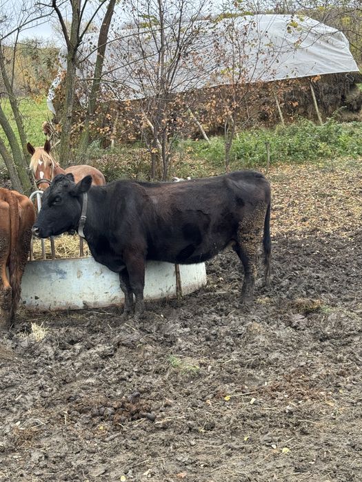 Vând vacă rasa angus