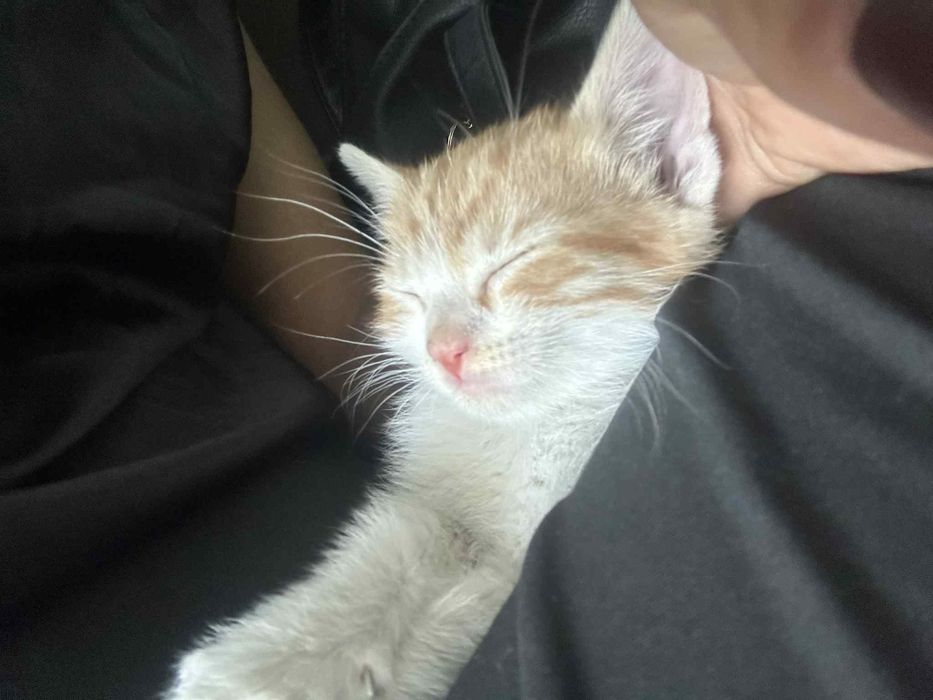 Подарявам мъжко коте