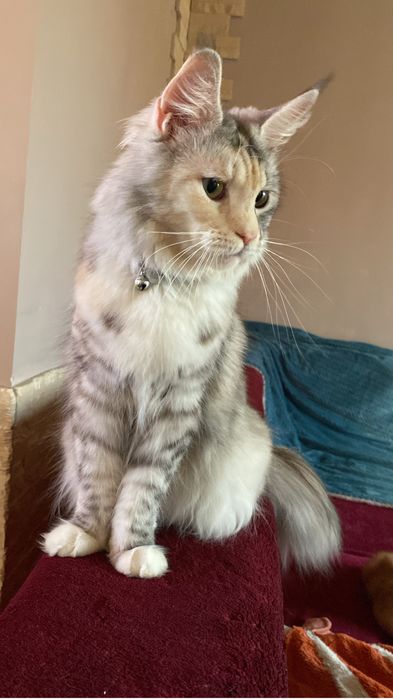 Maine coon femela