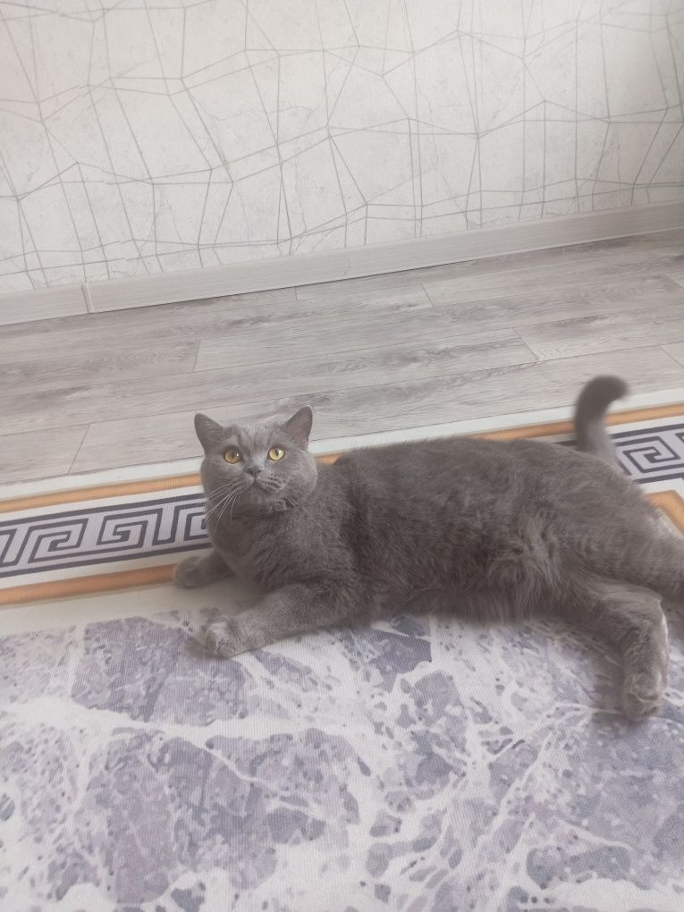 Кот британский, 5 лет