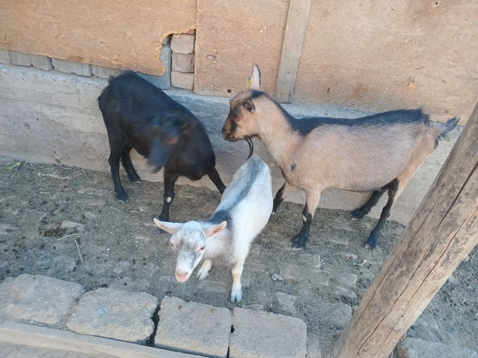 Орыс ешкілер бар Албинос 1шт