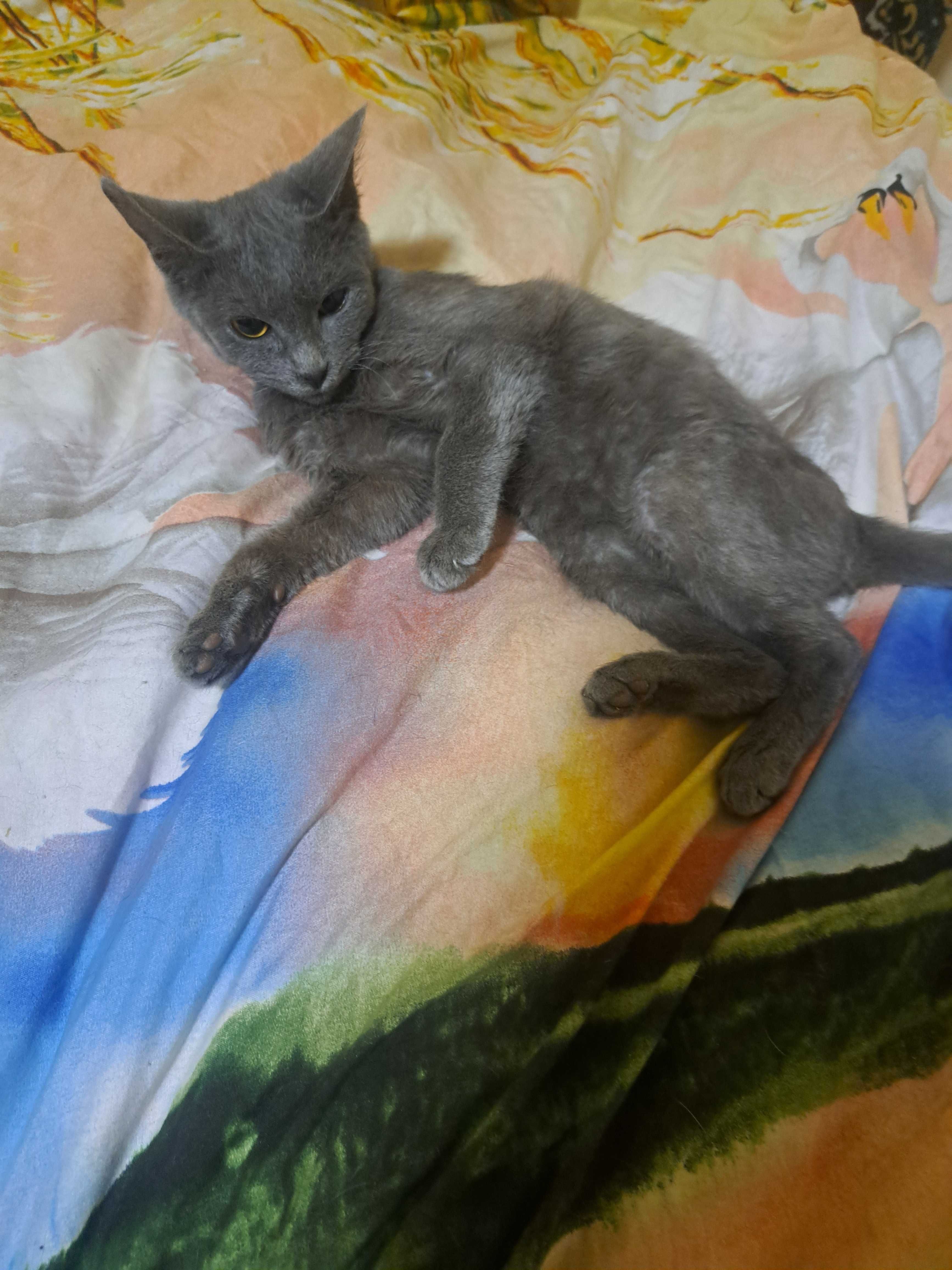 Бесплатно котенок 3месяца