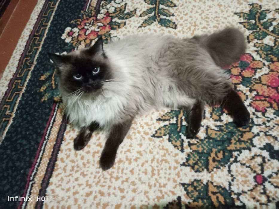 Сиямский кот, вязка учун таёр