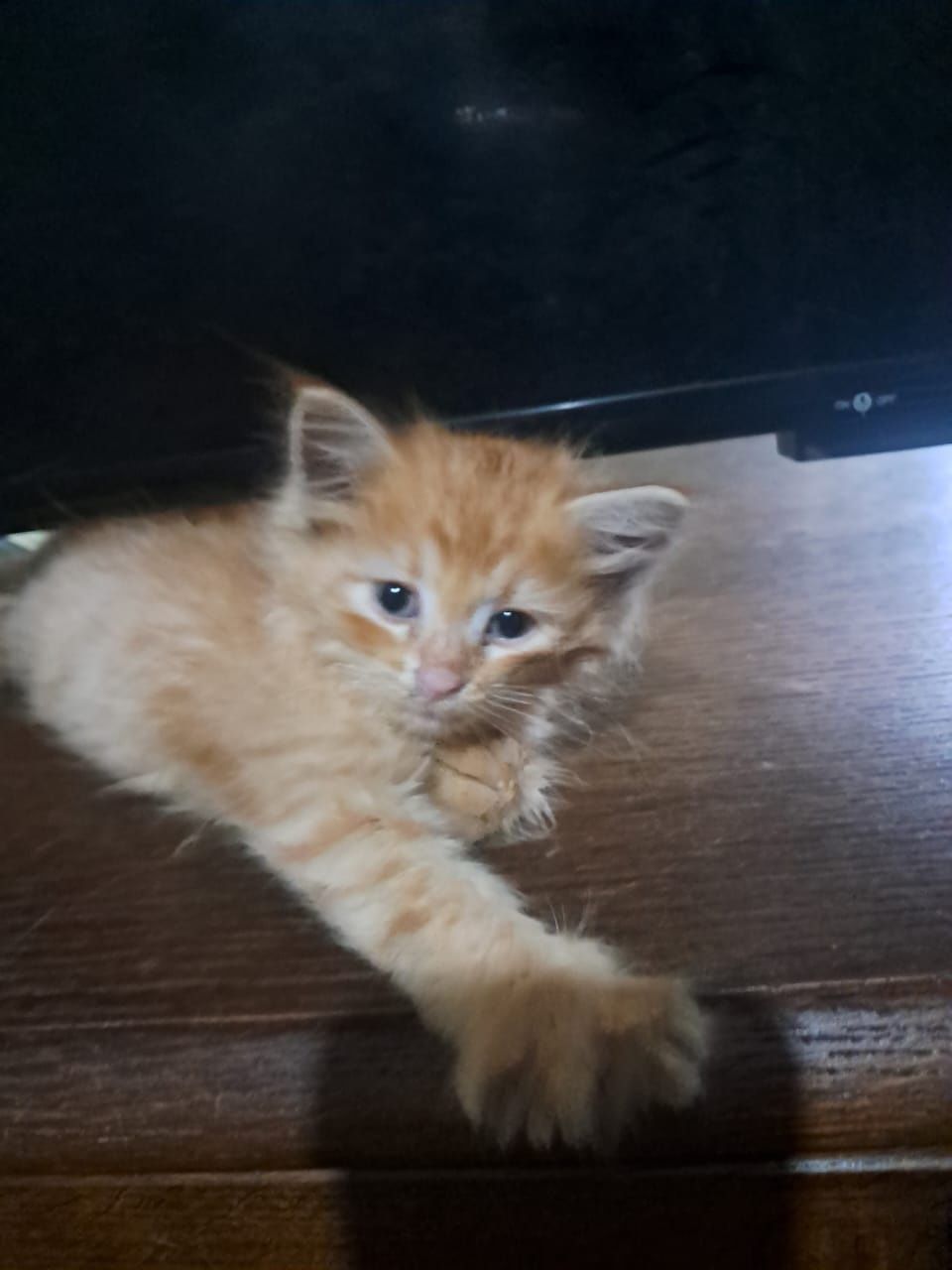 Рыжие котята ищут дом