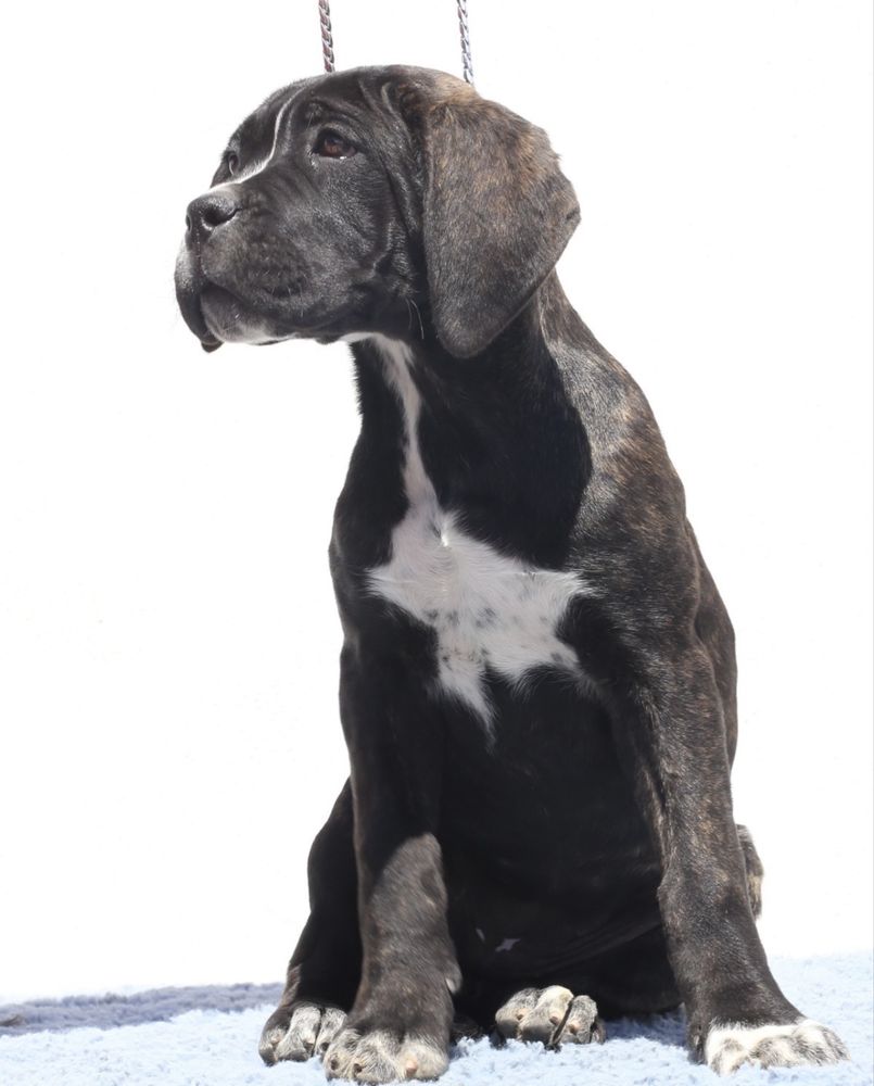 Pui Cane Corso cu pedigree FCI