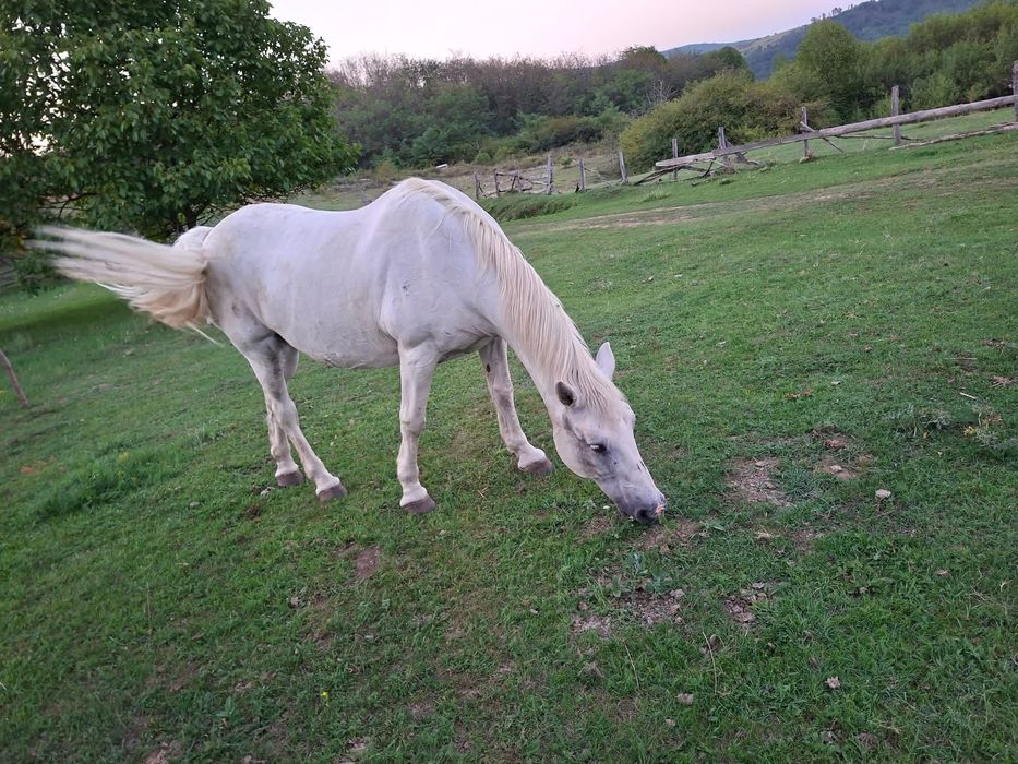 Vand iapa foarte cuminte