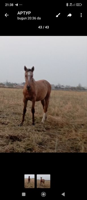 Тойлар сотилади 40 миллон ками бор