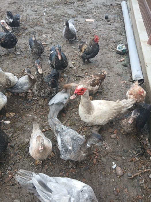 Rațe mute de vânzare.