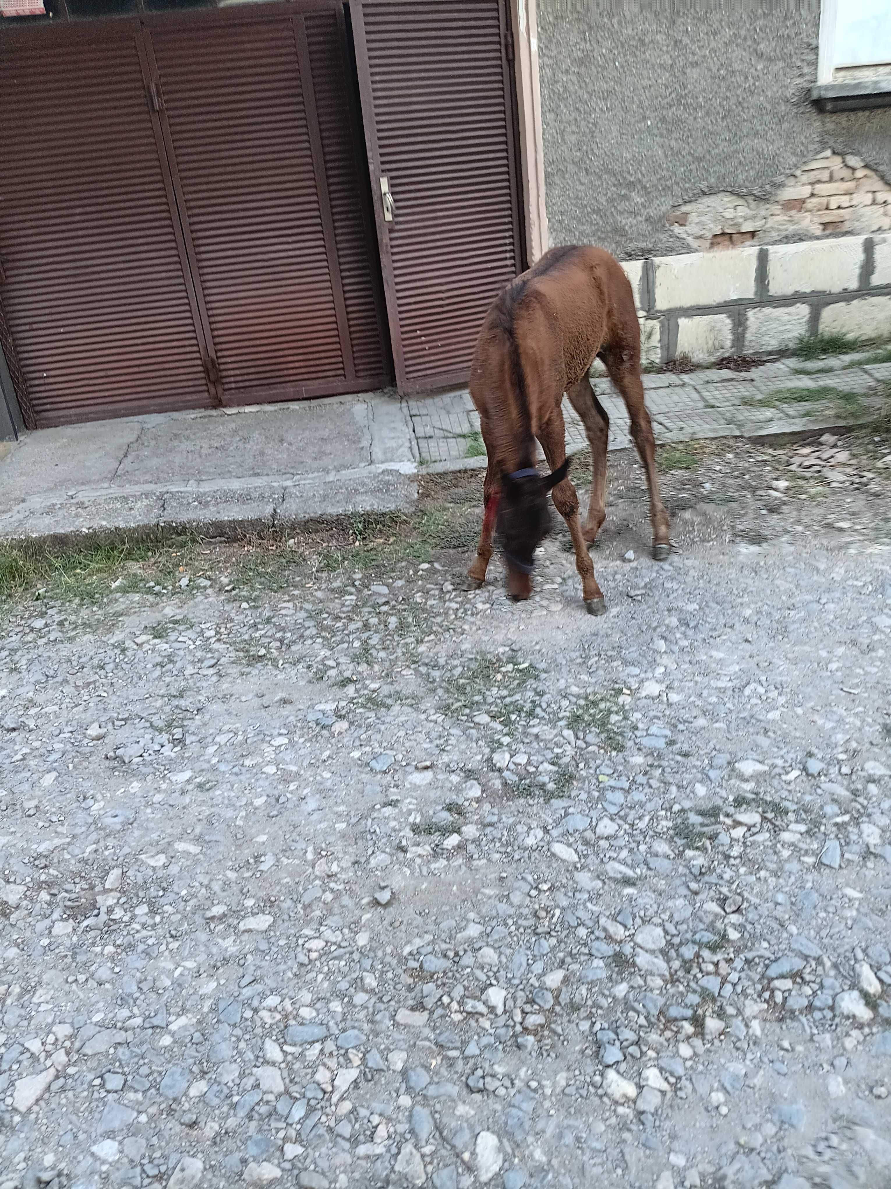 Продавам кобила с конче и каруца