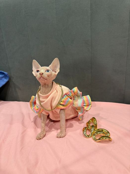 Сфинкс бамбино лонг