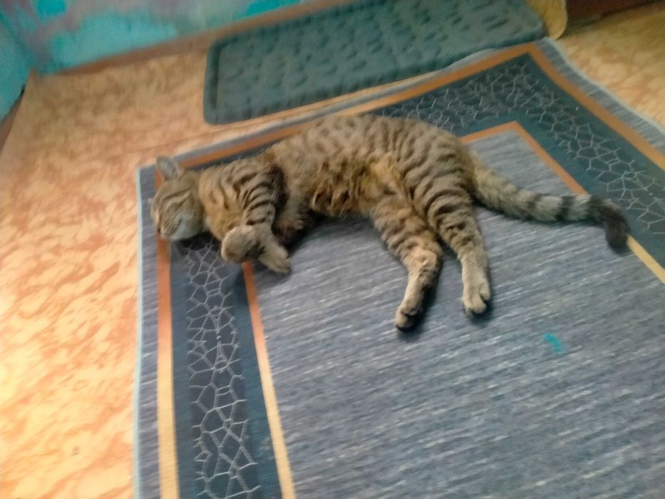 ПРОПАЛ КОТ, есть вознаграждение, помогите пожалуйста