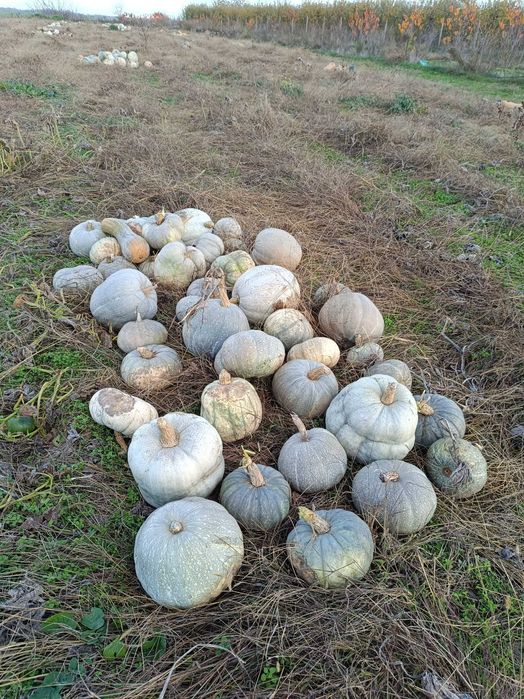 Тикви за животни