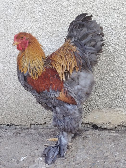Cocoși brahma din 2025